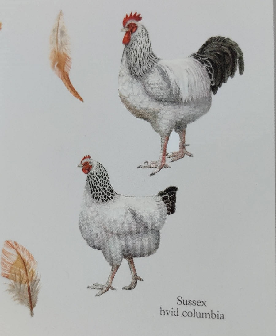 Plakat med høns