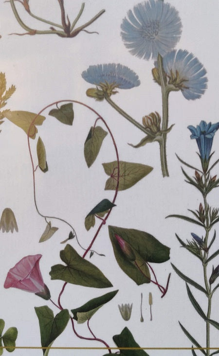 Pussel med Flora Danica 1000 bitar