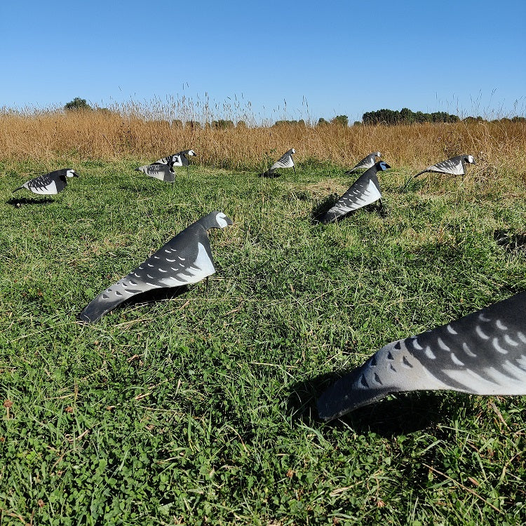 Open Field Barnacle/Bramgäs