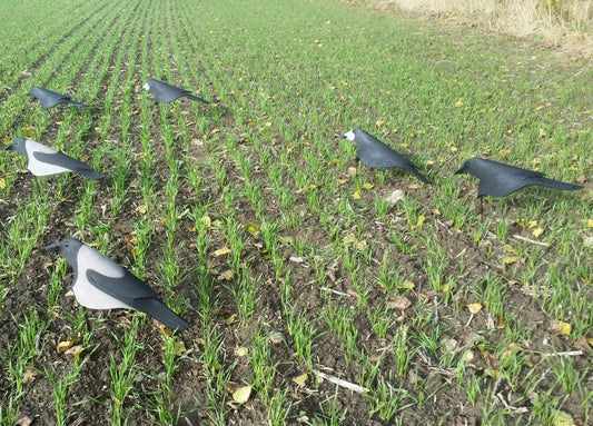 Open Field råka/kråkor  Mix