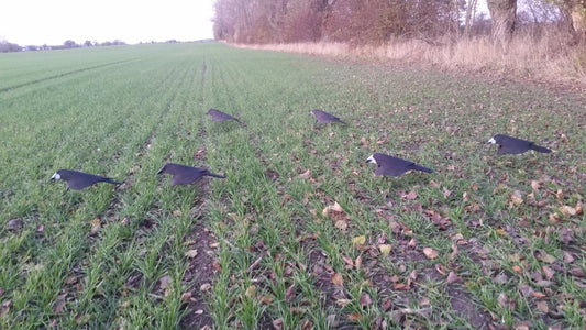 Open Field lockfåglar