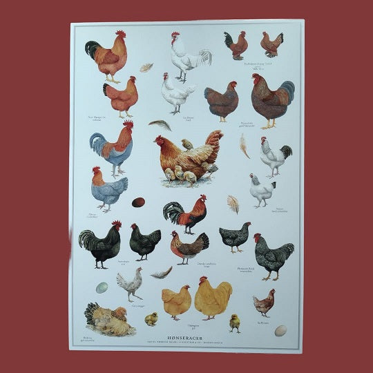 Plakat med høns